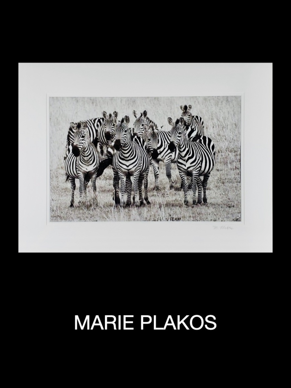 Modern Zebra Wall Art Black White Wild Animal Photography by Marie Plakos